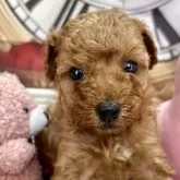 タイニープードル