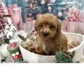 タイニープードル【栃木県・男の子・2025年10月15日・アプリコット】の写真2