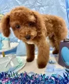 タイニープードル【栃木県・男の子・2024年10月17日・レッド】の写真2