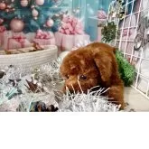 トイプードル(トイ)【栃木県・男の子・2025年10月14日・レッド】の写真4