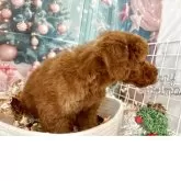 トイプードル(トイ)【栃木県・男の子・2025年10月16日・レッド】の写真5