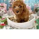 トイプードル(トイ)【栃木県・男の子・2025年10月16日・レッド】の写真6