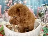 トイプードル(トイ)【栃木県・男の子・2025年10月16日・レッド】の写真7