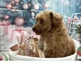 タイニープードル【栃木県・男の子・2025年10月15日・アプリコット】の写真9