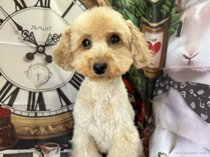 トイプードル【・女の子・2023年3月19日・アプリコット】