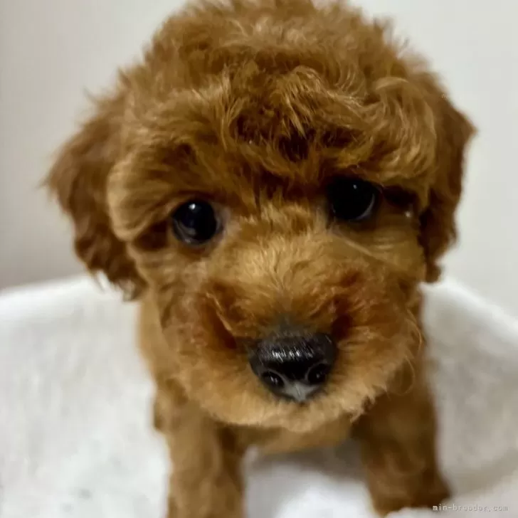 あずき 様のお迎えした子犬