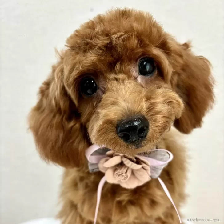 yosi 様のお迎えした子犬