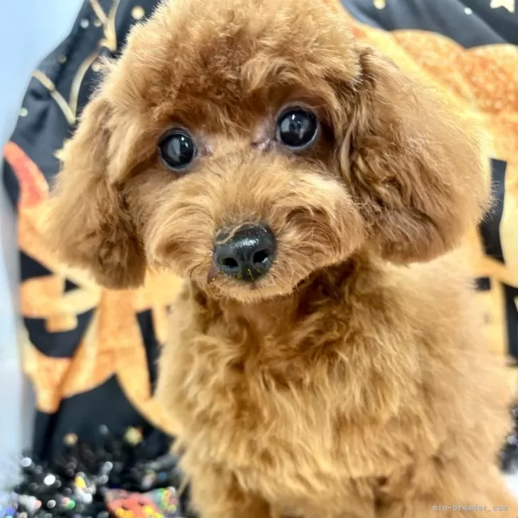 インコ 様のお迎えした子犬