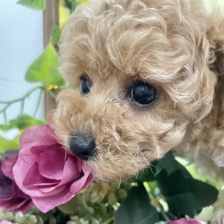 H.S 様のお迎えした子犬