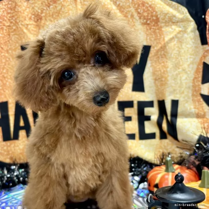 ID:2408-00264の子犬