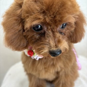 トイプードル(トイ)【栃木県・女の子・2024年4月27日・レッド】の写真「小ぶりで可愛い🩷子です🌺」