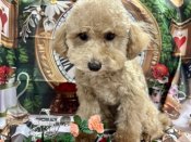 トイプードル【・男の子・2024年5月19日・アプリコット】