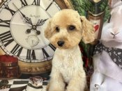 トイプードル【・女の子・2023年3月19日・アプリコット】