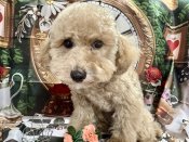 トイプードル【・男の子・2024年5月19日・アプリコット】