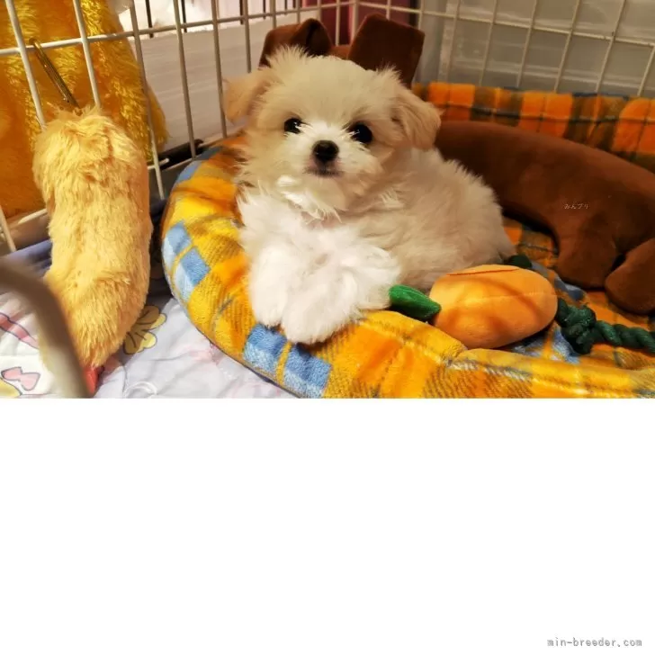ID:2505-04581の子犬