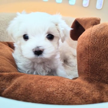 マルチーズ【埼玉県・男の子・2025年10月27日・ホワイト】の写真「甘えん坊のスヌーピーちゃん🩷🐶🩷」