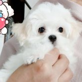 チワマル(マルチーズ×チワワ)