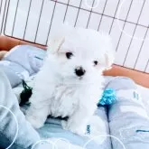 マルチーズ