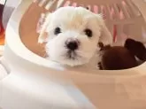 マルチーズ【埼玉県・女の子・2025年10月27日・ホワイト】の写真4
