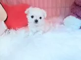 チワマル(マルチーズ×チワワ)【埼玉県・男の子・2025年10月28日・クリーム】の写真8
