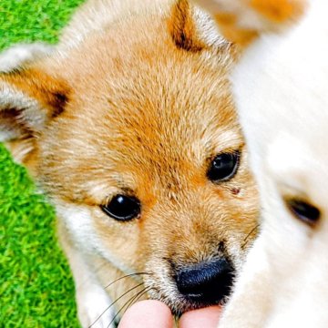 柴犬(豆柴)【富山県・男の子・2025年6月8日・赤茶】の写真「もちもちふわふわなぬいぐるみのように可愛いです。」