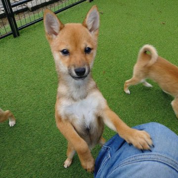 柴犬(豆柴)【富山県・女の子・2025年7月25日・赤茶】の写真「とても小さく可愛いです。」