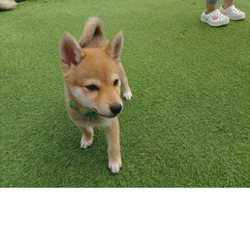 柴犬(豆柴)【富山県・男の子・2025年7月25日・赤茶】の写真「お目目まんまるで小さめで可愛い顔です」