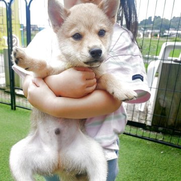 柴犬(豆柴)【富山県・男の子・2025年7月25日・赤】の写真「とても大人しく優しい子です。」