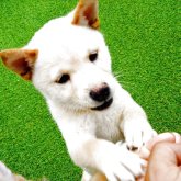 柴犬(豆柴)