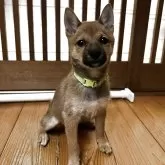 豆柴【富山県・女の子・2025年7月25日・赤茶】の写真2