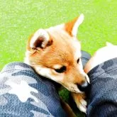 豆柴【富山県・男の子・2025年6月8日・赤茶】の写真4