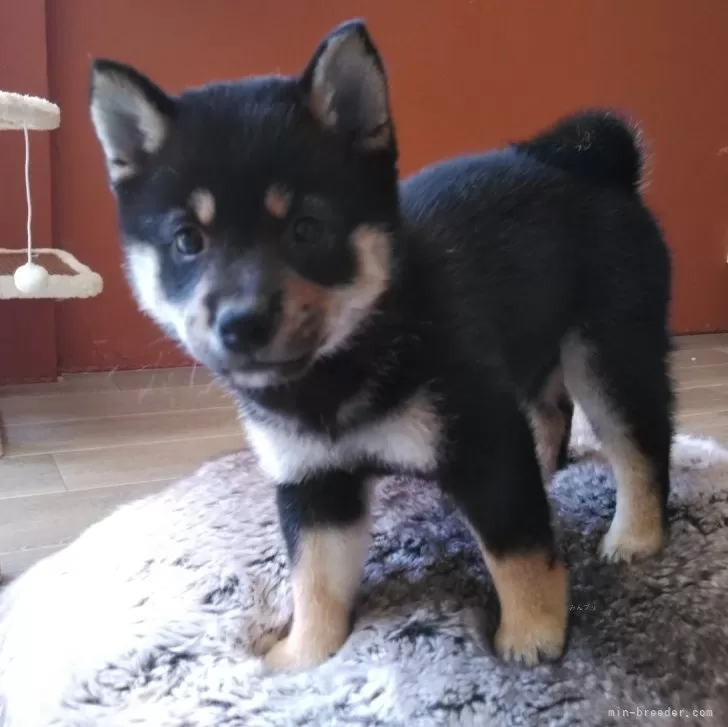 ID:2405-06209の子犬