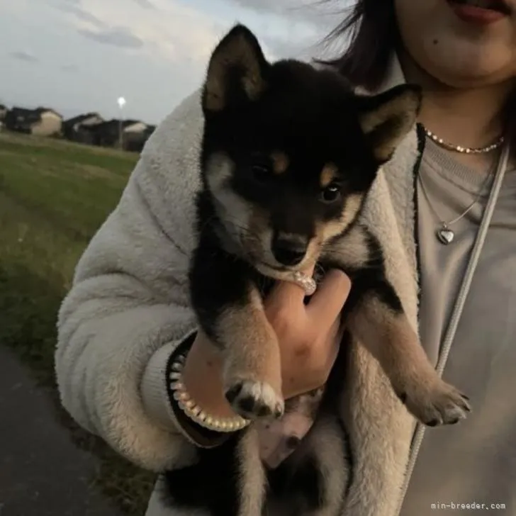 ID:2209-02413の子犬