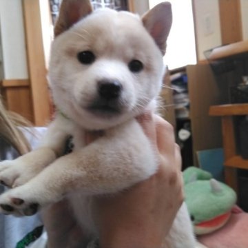柴犬(豆柴)【富山県・男の子・2023年9月26日・白】の写真「お目目くっきりとかわいい。」