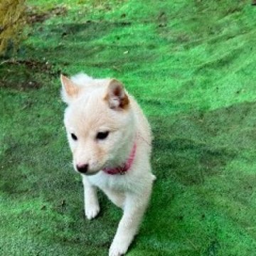 柴犬(豆柴)【富山県・男の子・2023年9月26日・白】の写真「とても小さく
まだ1,300gと極小」