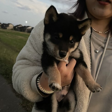 柴犬(豆柴)【富山県・男の子・2022年8月13日・黒】の写真「父親豆柴で母親豆柴認定犬で今までで一番小さい子です」