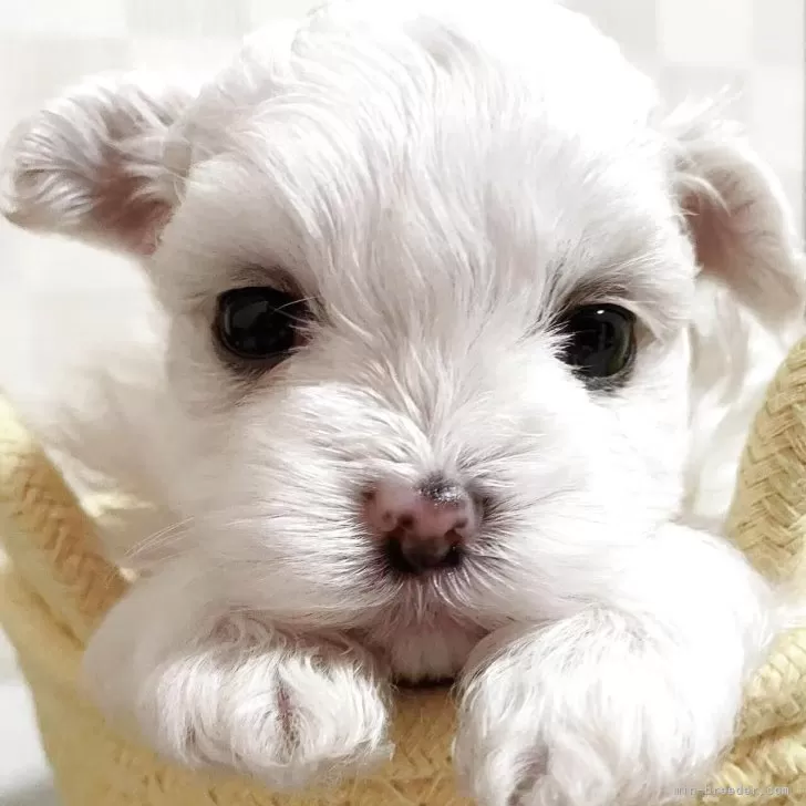ID:2504-02850の子犬