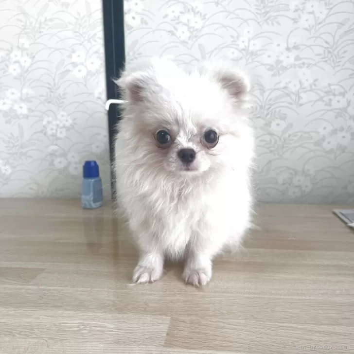 ID:2504-06960の子犬