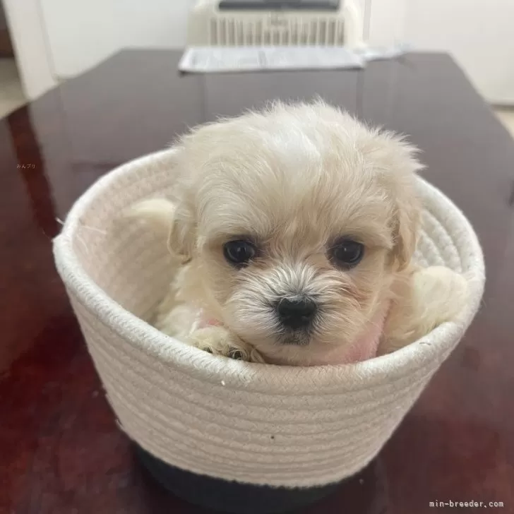 ID：2503-03057の子犬