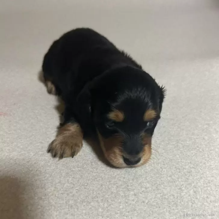 ID：2502-05331の子犬