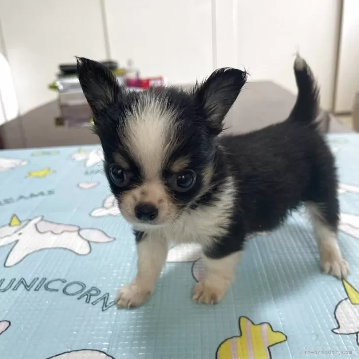 ID：2509-02477の子犬