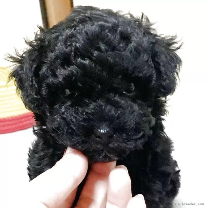 ID:2505-04976の子犬
