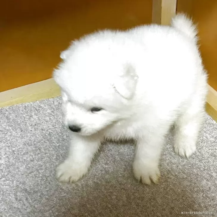 しろ 様のお迎えした子犬