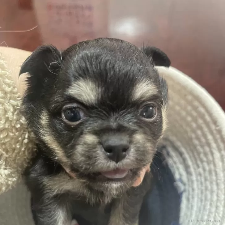 ID：2502-06924の子犬