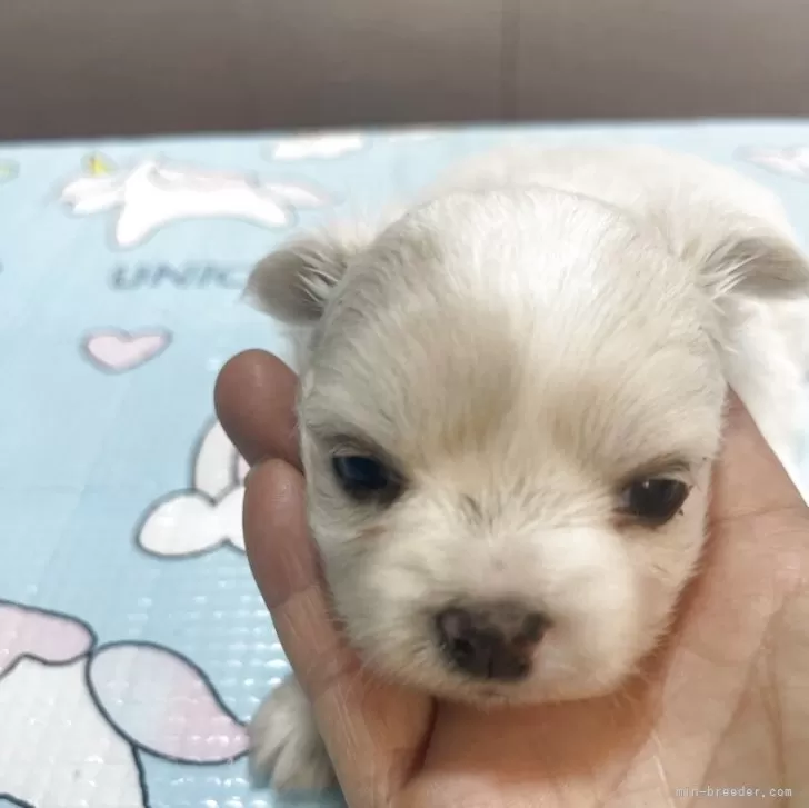 ID:2504-06957の子犬