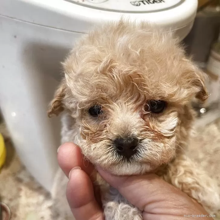 ID:2505-06288の子犬