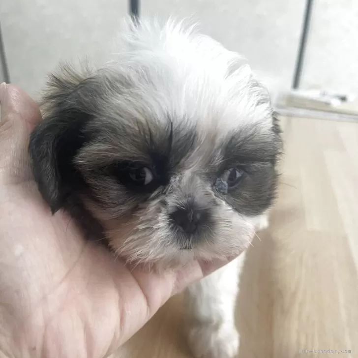 ID：2506-00553の子犬