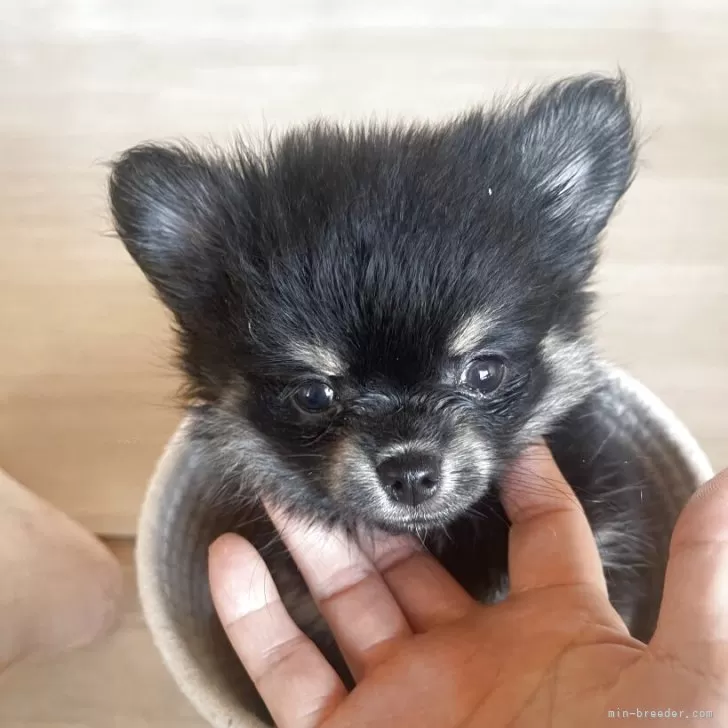 H.N 様のお迎えした子犬