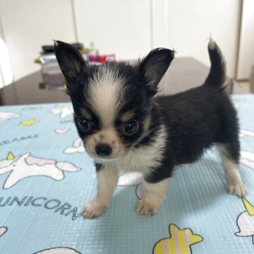 チワワ(ロング)【岐阜県・男の子・2025年7月26日・ブラック&ホワイト】の写真「かわいい男の子」