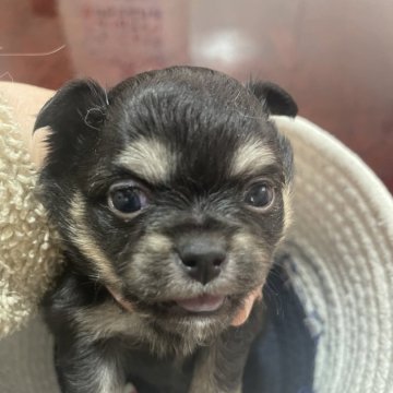 チワワ(ロング)【岐阜県・女の子・2025年1月26日・ブラックダン】の写真「かわいい女の子」